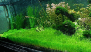 Dwarf Hairgrass Bunch Eleocharis Parvula Aquatic Aquarium Plants
