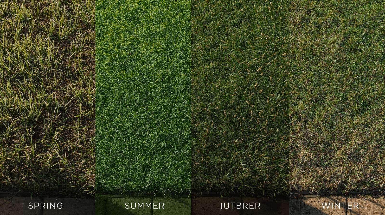 Lawn in four seasons—spring, summer, fall, winter—showing grass seed growth stages in a suburban yard.