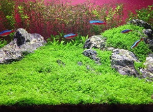 Dwarf Baby Tears Carpet Imported Direct from Grower Live Aquarium Plants Tissue Culture for Freshwater Aquatic Plant Tank by Mainam