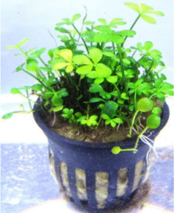 Dwarf Four Leaf Clover Live Plant (Marsilea Hirsuta) Vibrant Aquarium Ground Cover