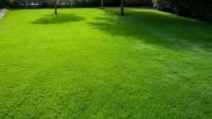 Best Grass Seed for Sun and Shade