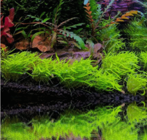 Utricularia Graminifolia Tissue Culture Cup – Live Aquatic Carpet Plant Grass-Like Carpeting Aquariums Plant Freshwater Fish Tank Decoration aquascapes