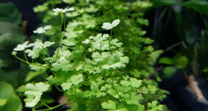Hydrocotyle Tripartita Japan, Dwarf Pennywort + Extra, Pearlingplants (Floating,Foreground, Midground, Live Aquarium Plants) (x75 nodes (1 Leaf per Node))