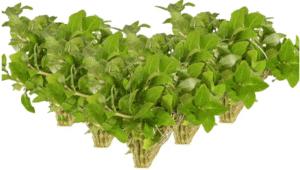 Staurogyne S Repens Plants - Long Lasting & Easy to Care - Promote High Water Quality and Fast - Growing Live Freshwater Carpet Plant for Aquascaping - 5X Clumps Plants