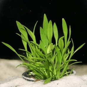 Cryptocoryne Parva - Versatile Foreground Aquatic Plant, Perfect for Beginners (Insulated with Cold Pack)