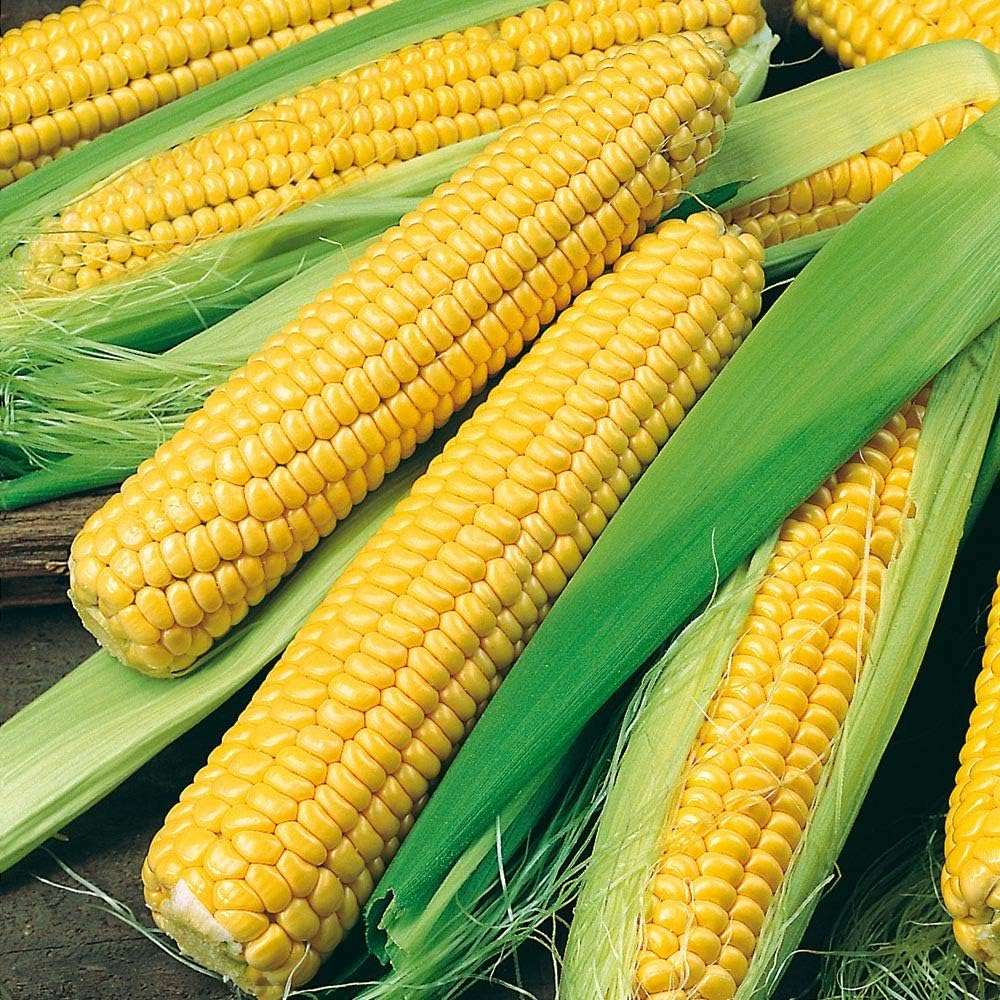 1760 Golden Bantam Sweet Corn Seeds for Planting Organic Heirloom Non GMO 1 Pound of Seeds Garden Vegetable Bulk Survival Deer Wildlife Food Plot