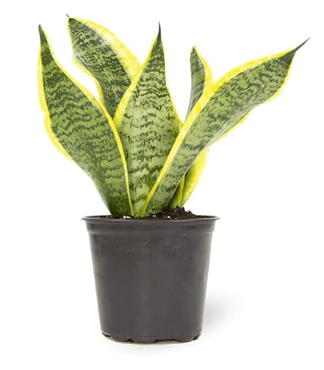 Live Snake Plant, Sansevieria trifasciata Superba, Fully Rooted Indoor House Plant in Pot & Costa Farms Live Snake Plant, Easy Care Houseplant in Indoor Garden Plant Pot