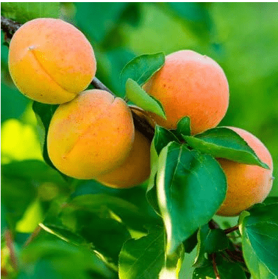 Moorpark Apricot - 4-5 ft.