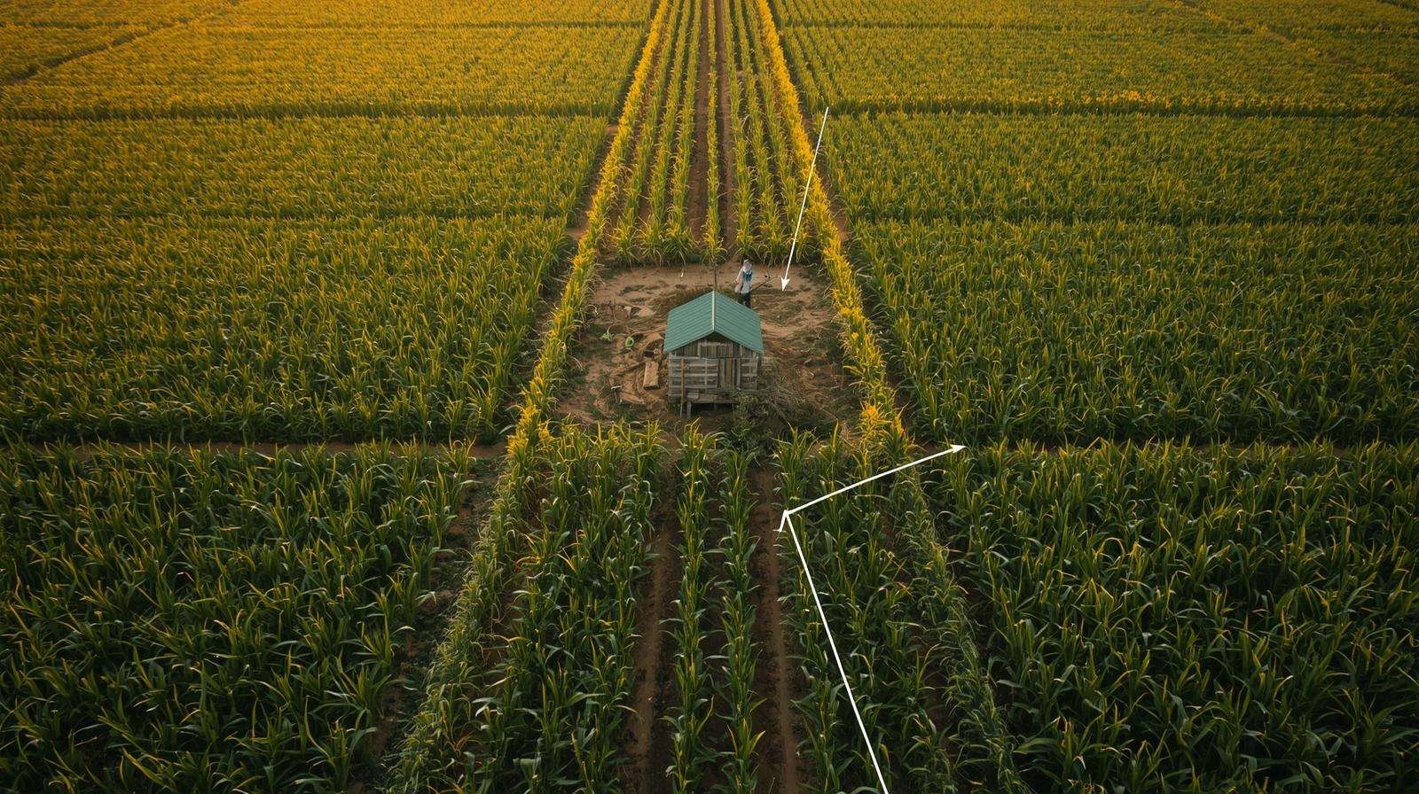 Aerial view of lemongrass perimeter hedge protecting maize farm from mosquitoes using wind deflection
