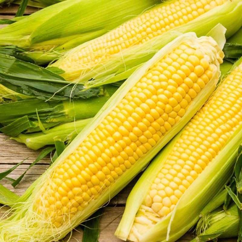 Bodacious Hybrid Yellow Sweet Corn (SE) (Zea mays) Vegeatable Seeds, Sugar-Enhanced (SE) Variety, Rich, Buttery Flavor, Seeds by MySeeds.Co, You Choose The Amount (1/4 LB)