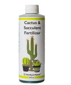 Perfect Plants Liquid Cactus & Succulent Fertilizer 8oz. | Food for Live Succulents, Cacti, Aloe & More | Indoor and Outdoor Use with Every Watering
