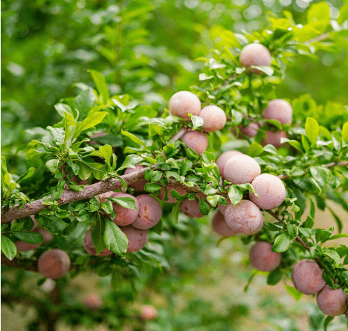 Apricot Plum, Unique Hybrid Plum with Apricot-Like Flavor and Juicy Flesh for Fresh Eating, 3-4 ft Tree Height, 7 gal. Grower Pot (Due to Agricultural Laws, we Cannot Ship to CA, AZ, AK, or HI)