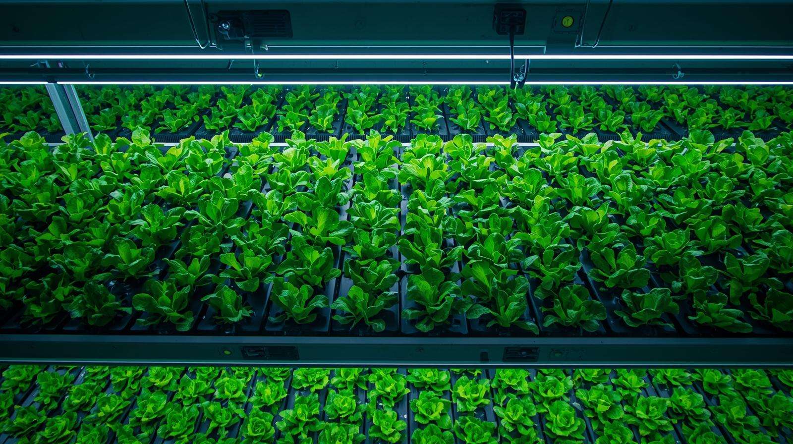 Overhead view of Black Seeded Simpson lettuce in a space-optimized vertical farm