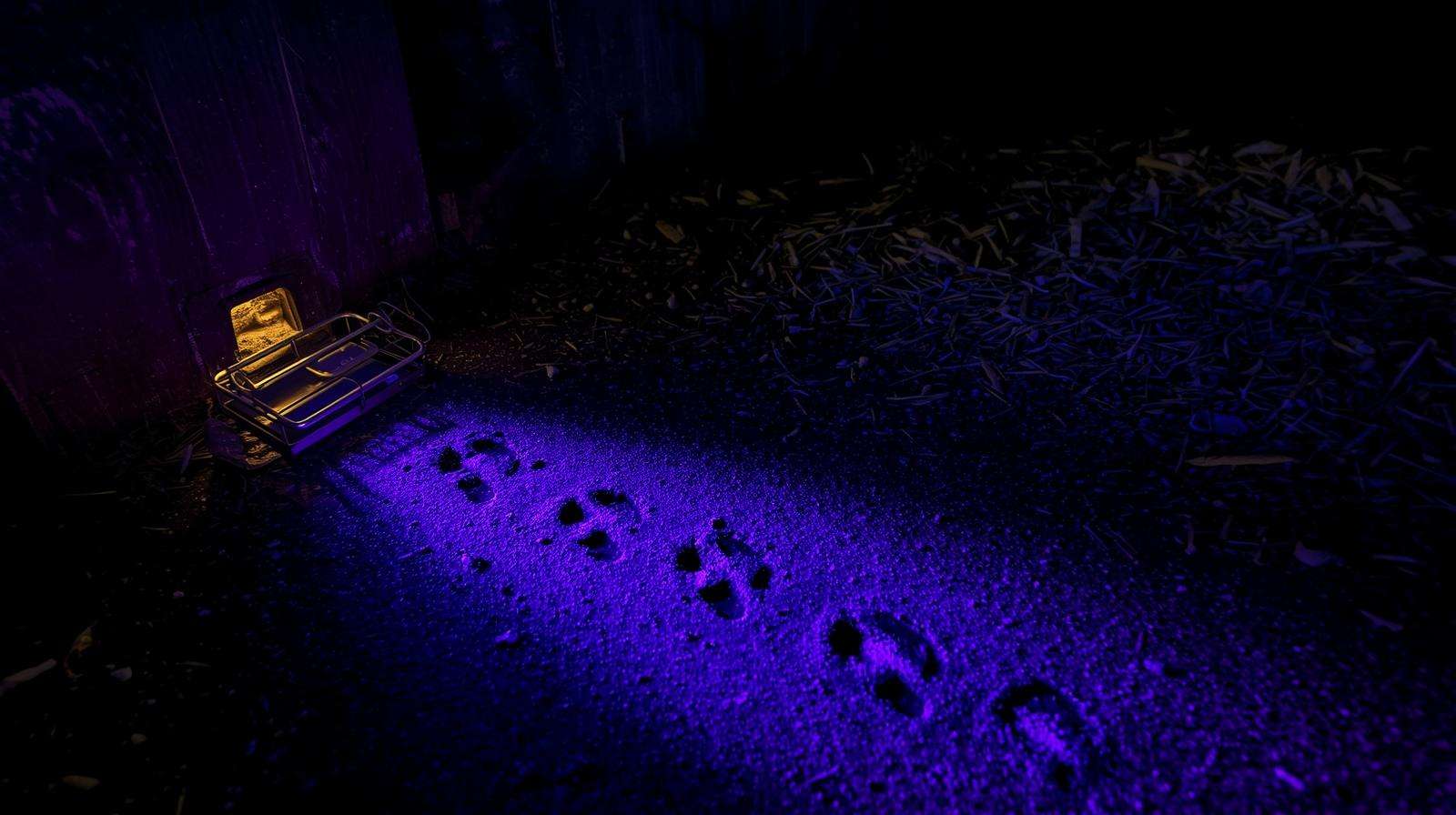Glowing mouse footprints under blacklight showing active runway to baited trap using non-toxic tracking powder