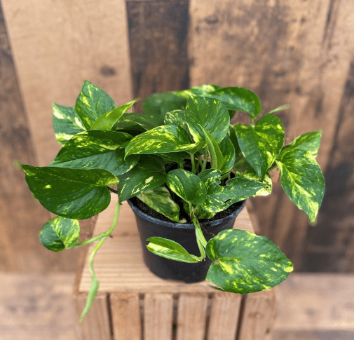 Golden Pothos - Live Plant in a 6 Inch Pot - Epipremmum Aureum - Stunning Houseplant with Unique Foliage - The Perfect Air Purifying Houseplant Companion