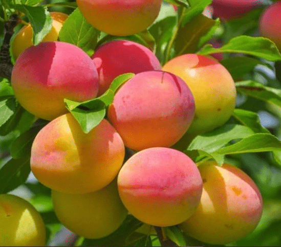 Grafted Apricot Tree (Blenheim apricot, 5 Gallon)