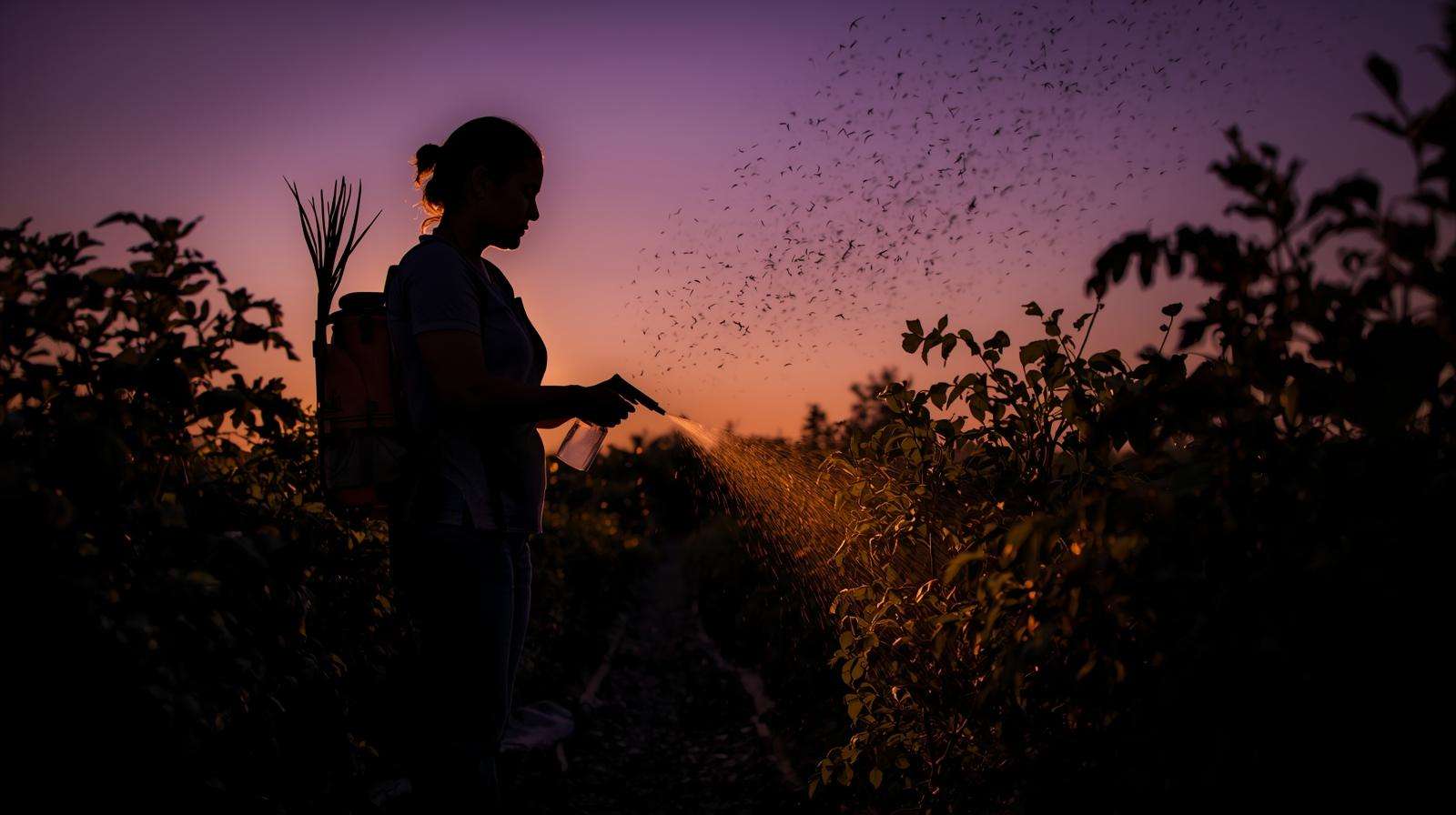 Farmer applying homemade lemongrass mosquito repellent spray on skin and crops at dusk