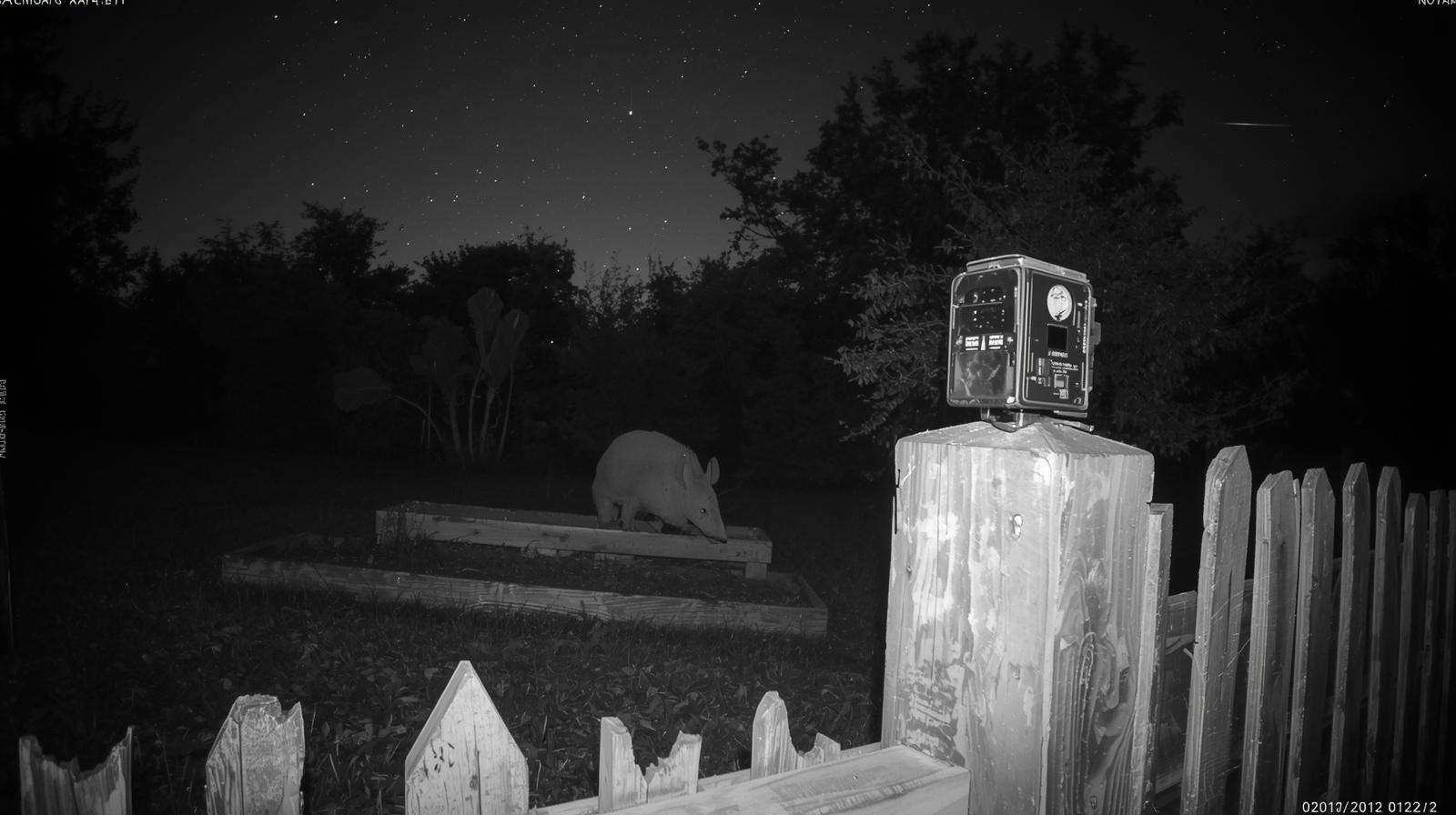 Trail camera in infrared mode monitoring armadillo activity at night