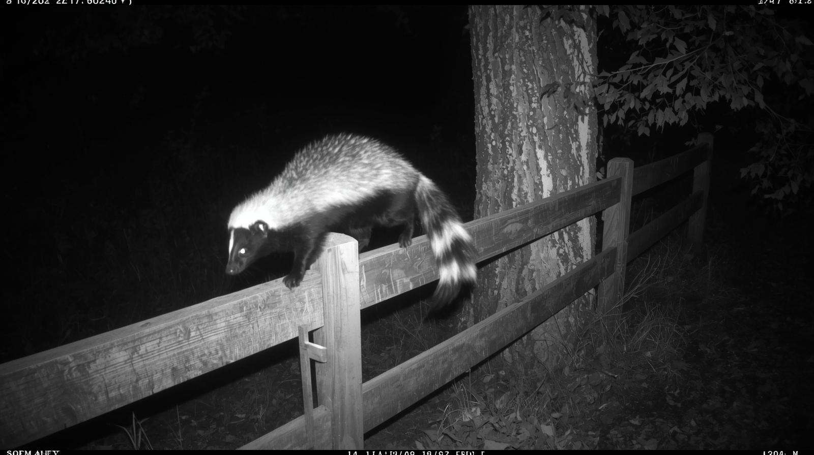 Skunk caught on trail camera at night near garden fence