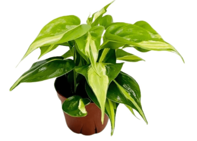 Philodendron Hederaceum Rio | Live Plant in a 4 Inch Growers Pot, Live Indoor, Easy to Grow, Easy to Care, and Low Maintenance Houseplant