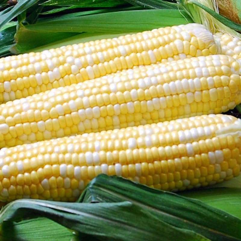 Ambrosia Hybrid Bi-Color Sweet Corn (SE) (Zea mays) Vegetable Seeds, Sugar-Enhanced Variety, Deliciously Sweet Flavor, Tender and Juicy Kernels, Seeds by MySeeds.Co, You Choose The Amount (0.5 oz)