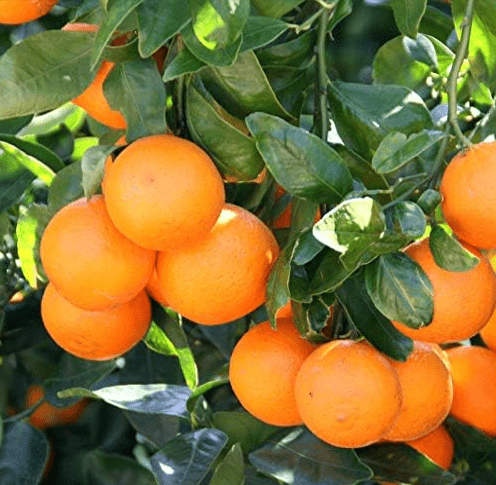 2 Honey Tangerine (Murcott Mandarin) Trees - 2-5 Inch Tall Live Plants - Potted Orange Tangor Fruit Seedlings - Citrus reticulata 'Murcott' - (2 Pack)