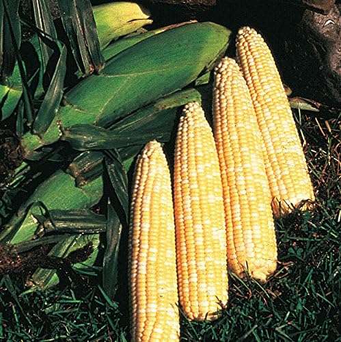 Park Seed Variety of Corn Seeds, Non-GMO Vegetable Seeds for Planting, Easy to Grow, Perfect for Harvesting, Honey 'N Pearl Hybrid, Pack of 200