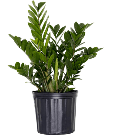 United Nursery ZZ Plant – Zamioculcas Zamiifolia in 10” Grower Pot – 22–27 Inches Tall – Large, Drought-Tolerant Indoor Houseplant – Low-Light, Air-Purifying Greenery for Home or Office
