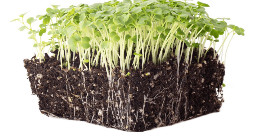 Green Mustard Microgreens Seeds - 1 Lb ~192,000 Seeds - Grow Non-GMO Micro Mustard Herb Greens - Premium Seed - High Germination Rate