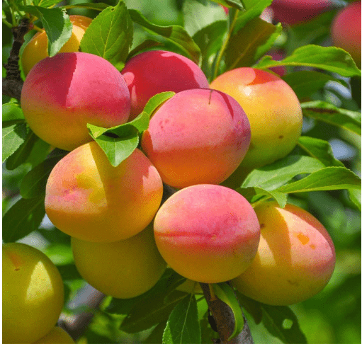 Brighter Blooms - Blenheim Apricot Tree, 5-6 ft. - No Shipping to AL, AR, AZ, CA, CO, ID, LA, OR, WA