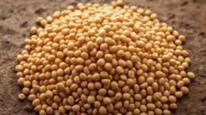 Organic Soybeans