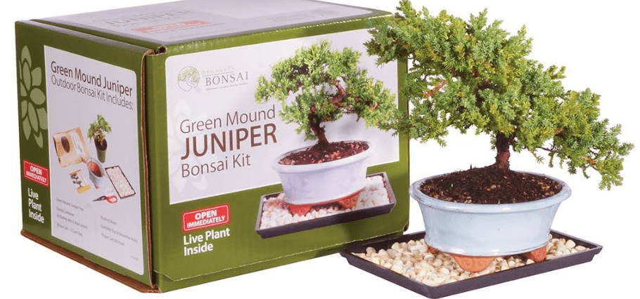 Brussel's Live Green Mound Juniper Outdoor Bonsai Tree Kit - 3 Years Old; 6" to 8" Tall with Decorative Container - Not Sold in California