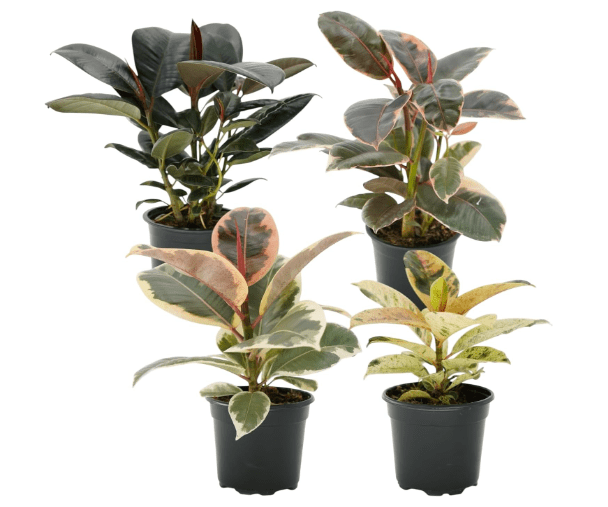 Ficus Tree Four Pack Indoor Plants Live Houseplants - Live Rubber Tree Plants Bundle Includes Ficus Burgundy, Ficus Tineke, Ficus Elastica, and Ficus Ruby
Brand: Generic