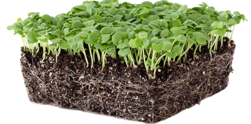 Genovese Basil Microgreens Seeds - 1 Lb ~256,000 Seeds - Non-GMO Bulk Seed for Growing Micro Herbs, Indoor Gardening, Herb Garden, Micro Greens