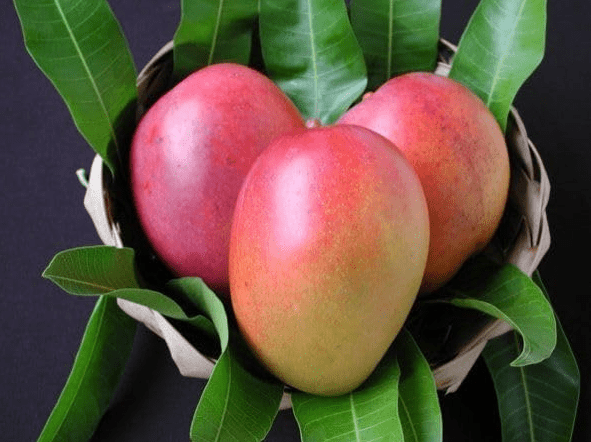 Grafted Dwarf Carrie Mango Tree Large Yellow Mango Plant 2-3 Feet not Pot