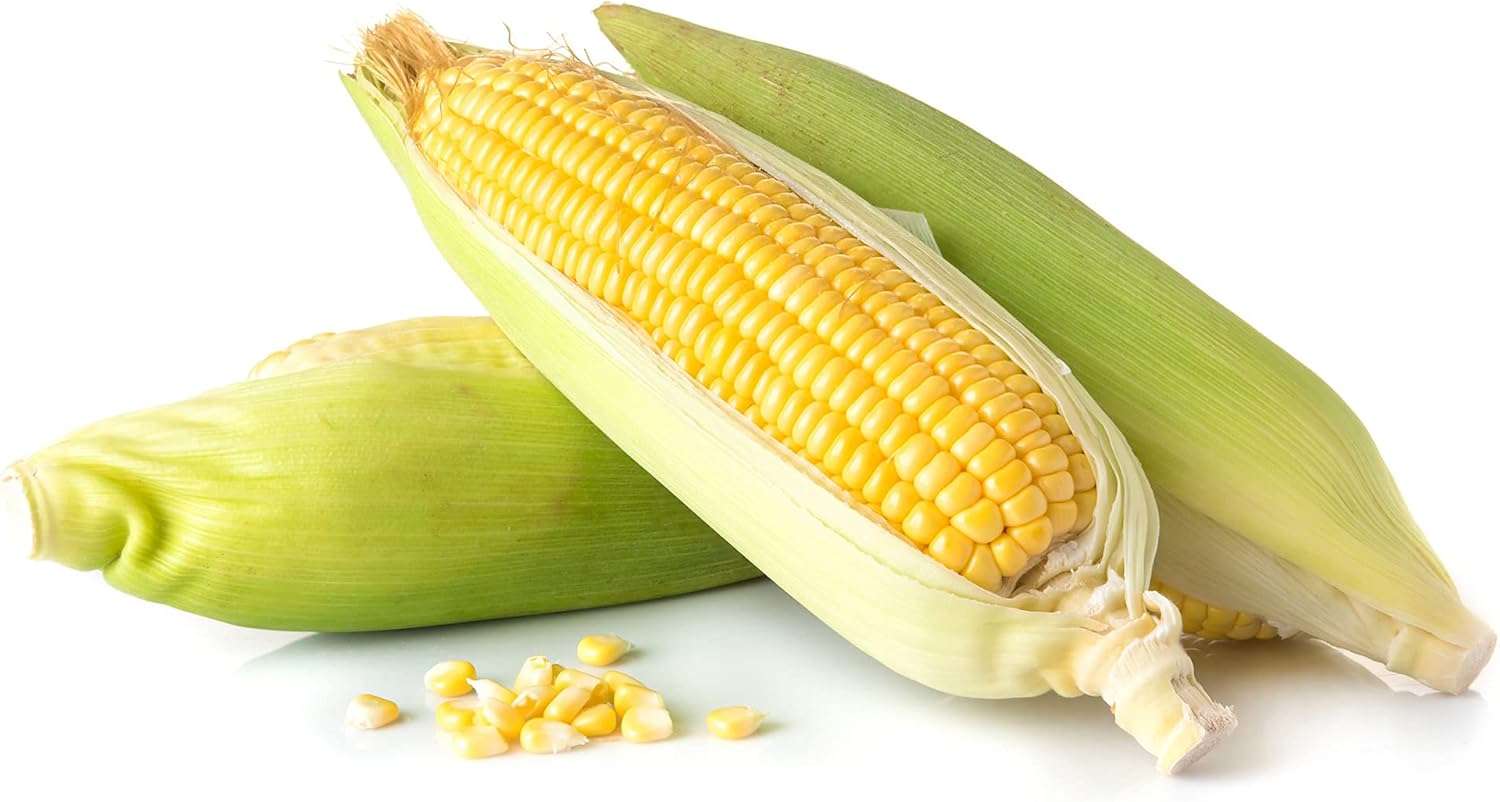 Kandy Korn Hybrid Corn Garden Seeds - 1 Lb - Non-GMO Vegetable Gardening Seeds - Yellow Sweet (SE) Corn Seed & Micro Shoots