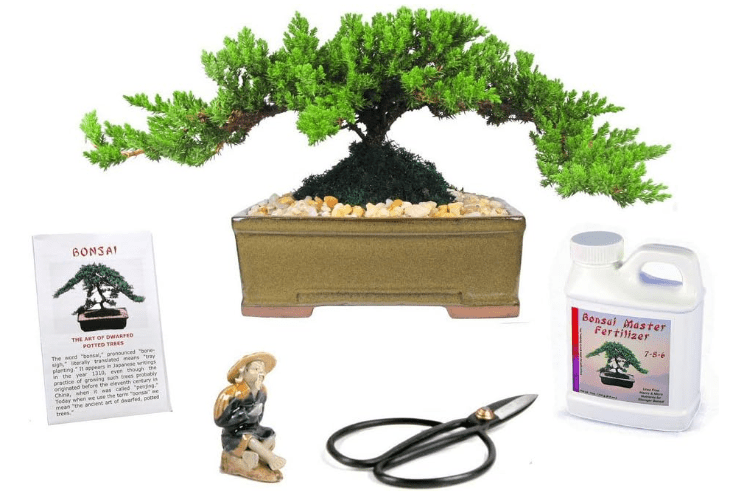Eve's Japanese Juniper Bonsai Tree Gift Kit 8 Years Old Outdoor Japanese Juniper Complete Bonsai Gift Kit Includes Fertilizer, Figurine, and Clippers Beautifully Gift Wrapped !Cannot Ship to CA & HI!