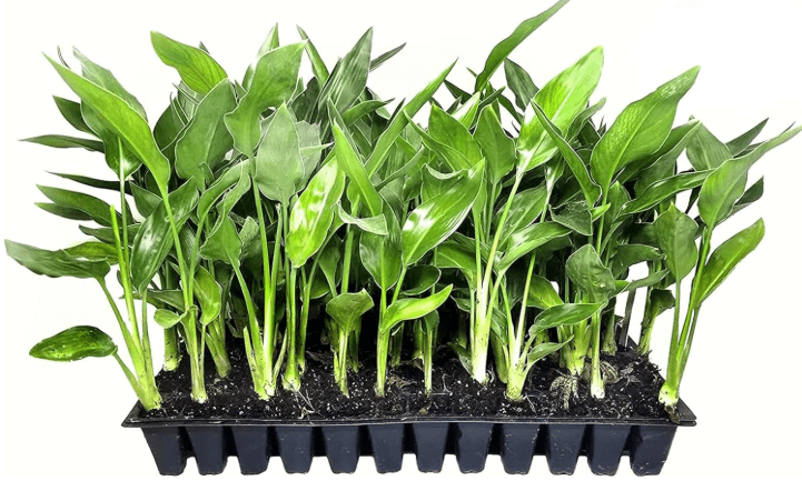 Orange Bird of Paradise | Strelitzia Reginae | 10 Live Plants | Tropical Perennial Blooming Specime