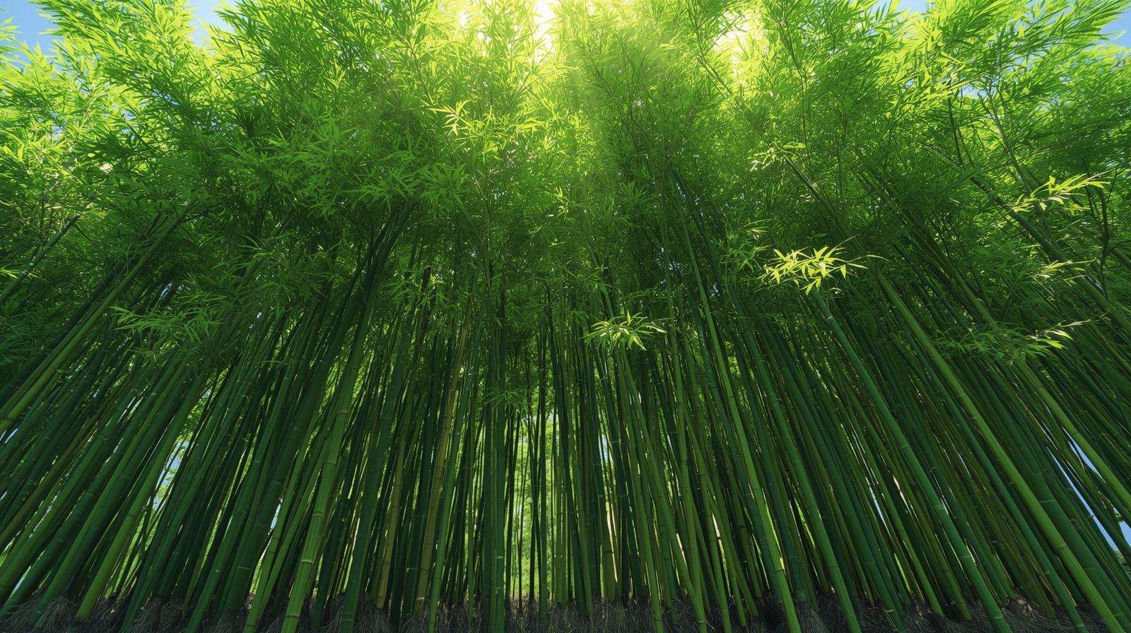 Dense bamboo grove with lush green foliage thriving due to bamboo fertilizer, showcasing healthy culms in a garden.