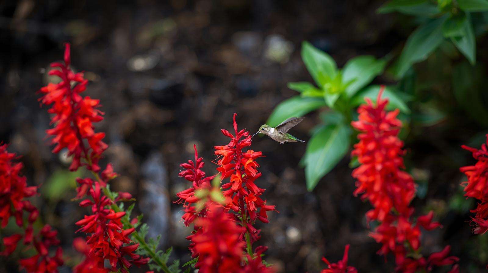 Red Plants: Vibrant Choices for Your Garden