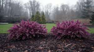 Purple Hosta Plant: Care Tips & Varieties
