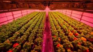 Discover the Best Hydroponics Growing System for 2025! Explore top picks, reviews, and guides for efficient indoor gardening and maximum yields.