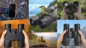 best compact binoculars birding