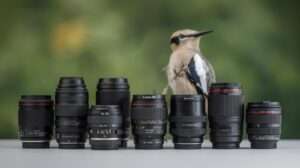 best lens for bird photography