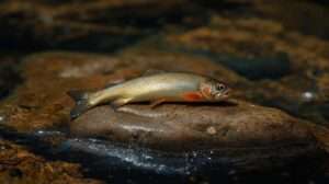 How long can a fish survive out of water