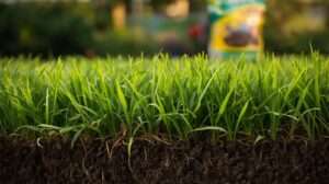 Best Fertilizer for Bermuda