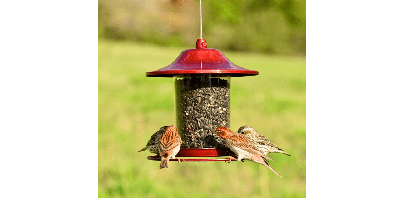 Perky-Pet 312R Red Sparkle Panorama Bird Feeder
