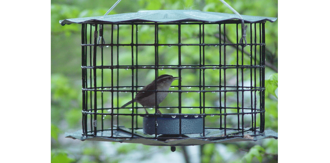 Erva Starling-Proof Barrier Guard Bluebird Feeder with Glass Mealworm Cup - Premium Blue Powdercoat Finish - Made in USA (BBF1)
