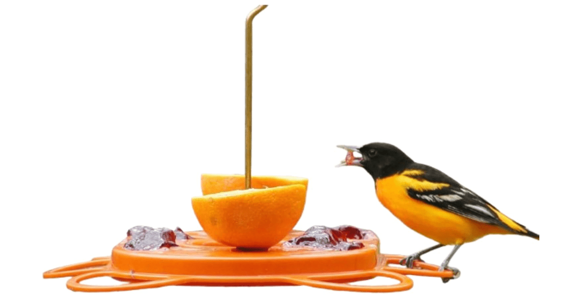 Birds Choice Oriolefest Oriole Bird Feeder | Hanging Bird Feeder for Jelly, Oranges & Nectar | 4 Feeding Ports & Trays with Ant Moat & Bee Guards | Sturdy for Garden & Backyard | 12 oz, Orange
