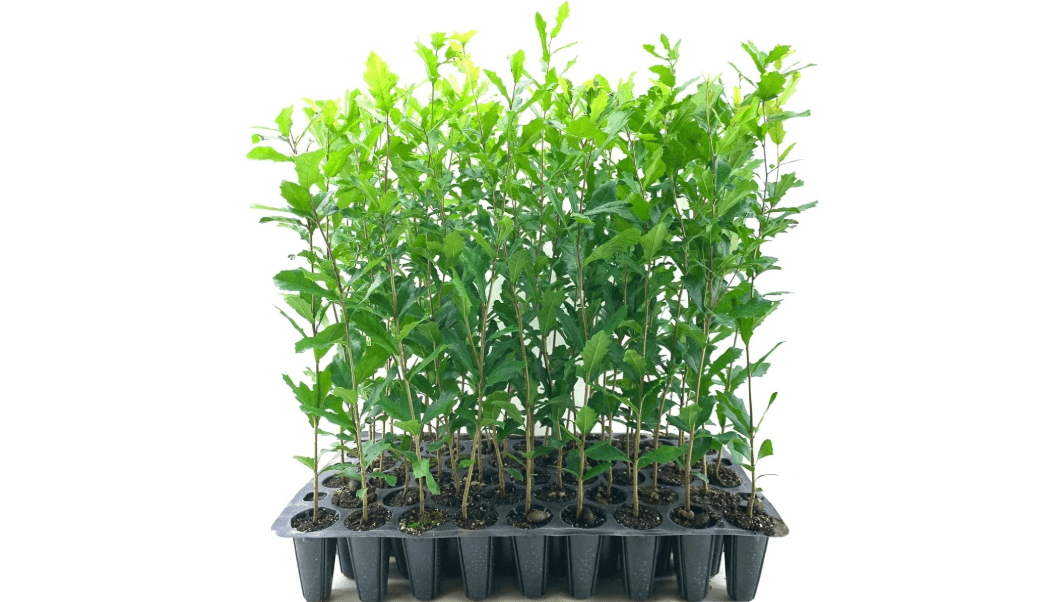 Southern Live Oak Tree | Quercus Virginiana | 3 Live Plants | Durable Picturesque Shade Tree | Dark Green Foliage